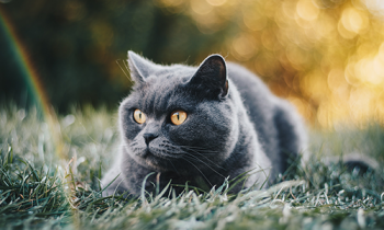 ルノルマンカード占い何か質問ありますか？